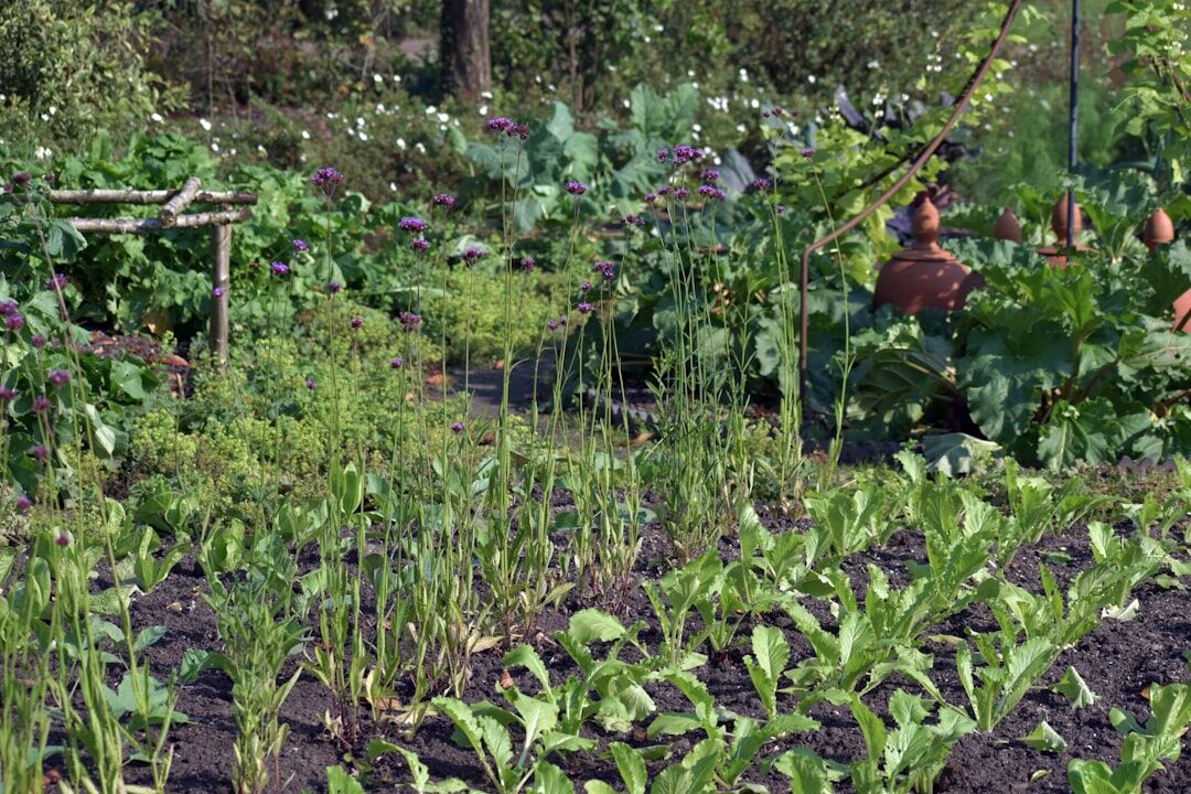 Older adults gardening together in a community garden bed